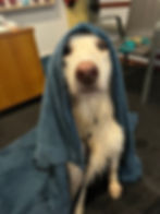 K9 HYDRO REHAB_Lucky