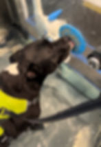 K9 HYDRO REHAB_Jed