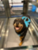 K9 HYDRO REHAB_Cleo
