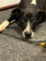 K9 HYDRO REHAB_Keeva 1