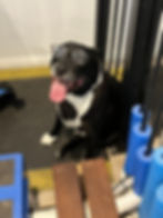 K9 HYDRO REHAB_Jeddy