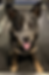 K9 HYDRO REHAB_GRINGO
