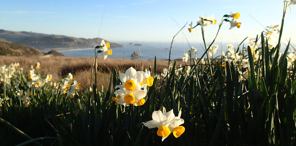 Jenner-Headlands-Daffodils.jpg