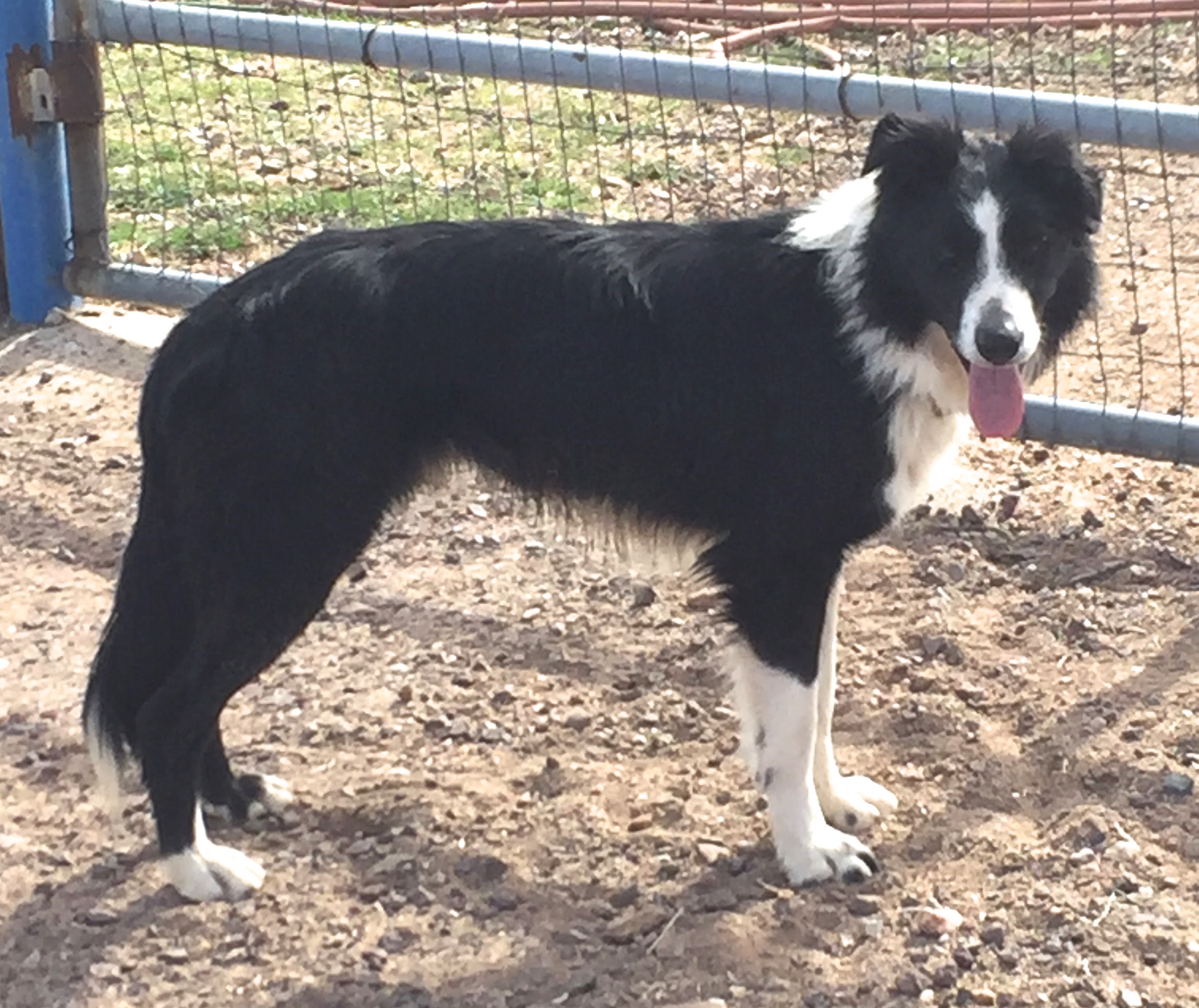 Our Working Border Collies