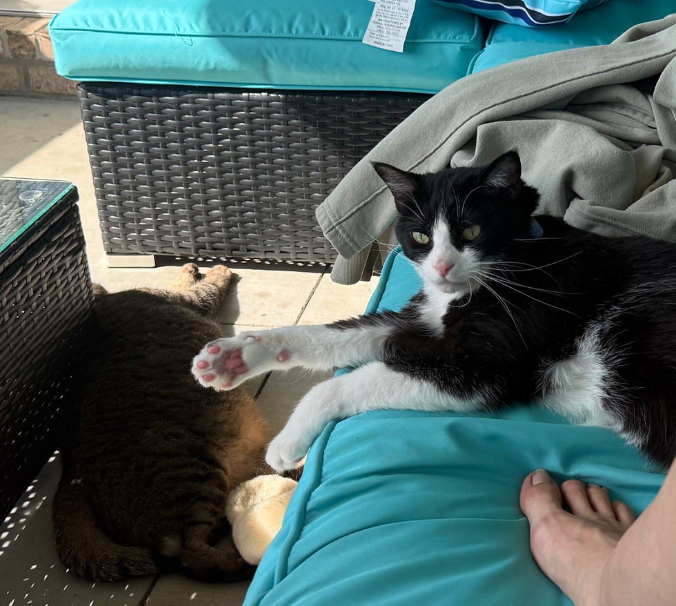 Back porch chilling with the animals post work...everyone needs a little outdoor time, even the indoor cats!