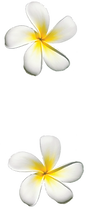plumeria flowers.png