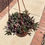 Thumbnail: Othonna capensis 'Ruby Necklace' , Succulent rare plant
