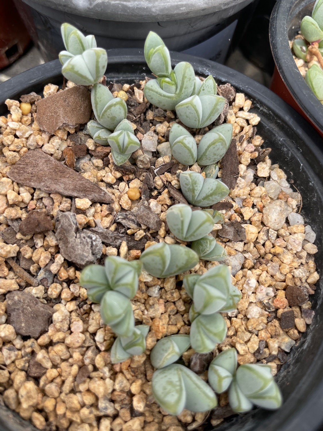 Echinus Maximilianus