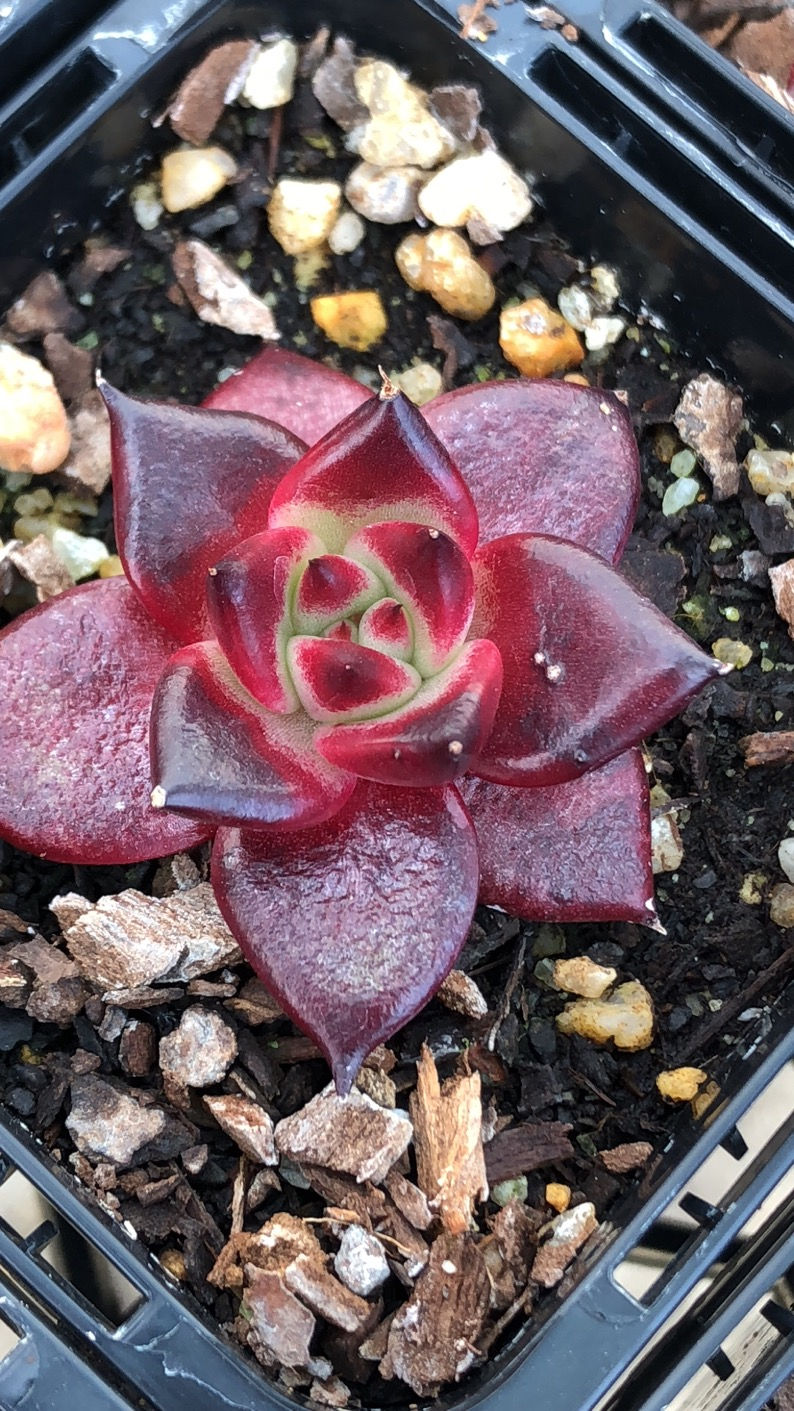 Echeveria Romeo Rubin