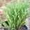 Thumbnail: CRASSULA PRINCESS PINE – PLANT