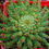 Thumbnail: Euphorbia flanaganii medusa