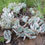 Thumbnail: Cotyledon orbiculata var oblonga