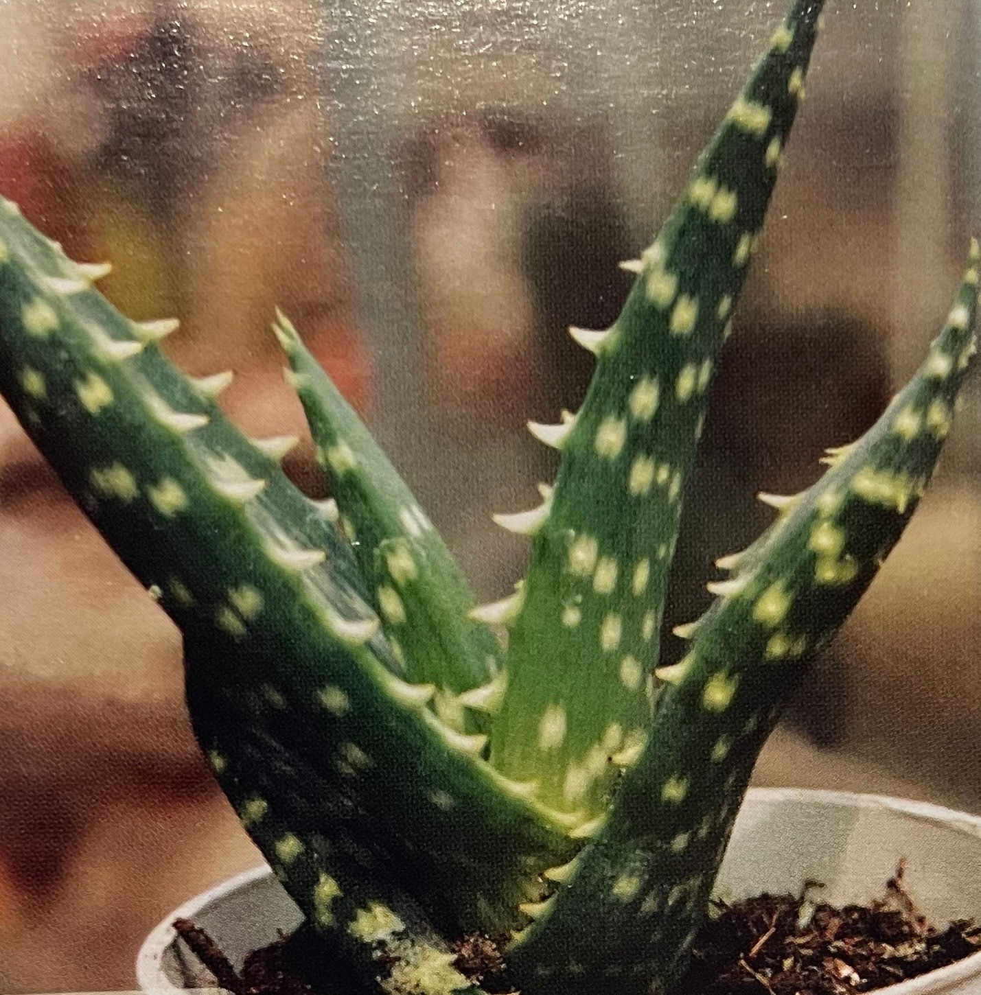 Aloe melanacantha 