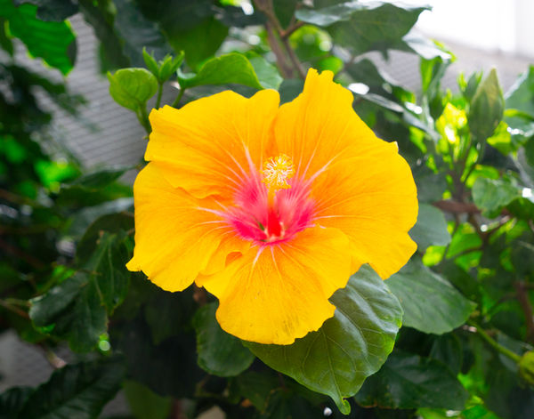 Yellow Hibiscus