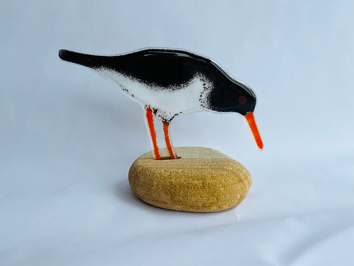 Oystercatcher feeding on Seaham beach