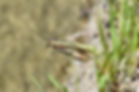 Don't leg go little guy! Fish are waiting...