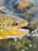 Angler caused mandible removal.