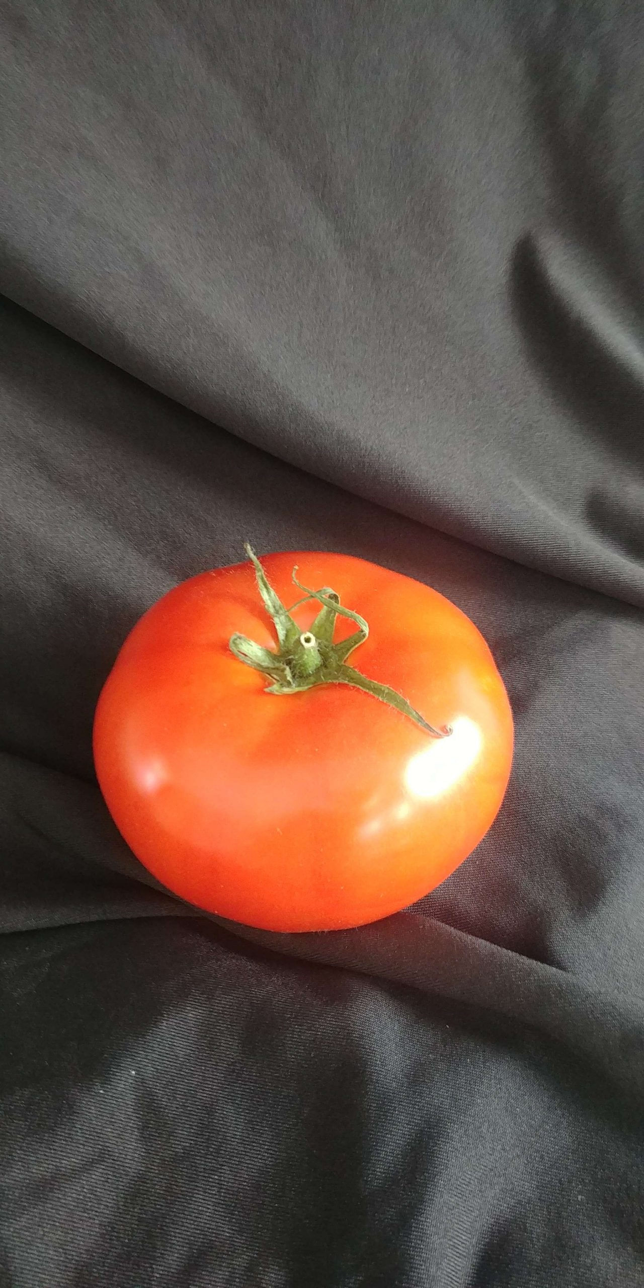 Tomato: Single Ontario Green House