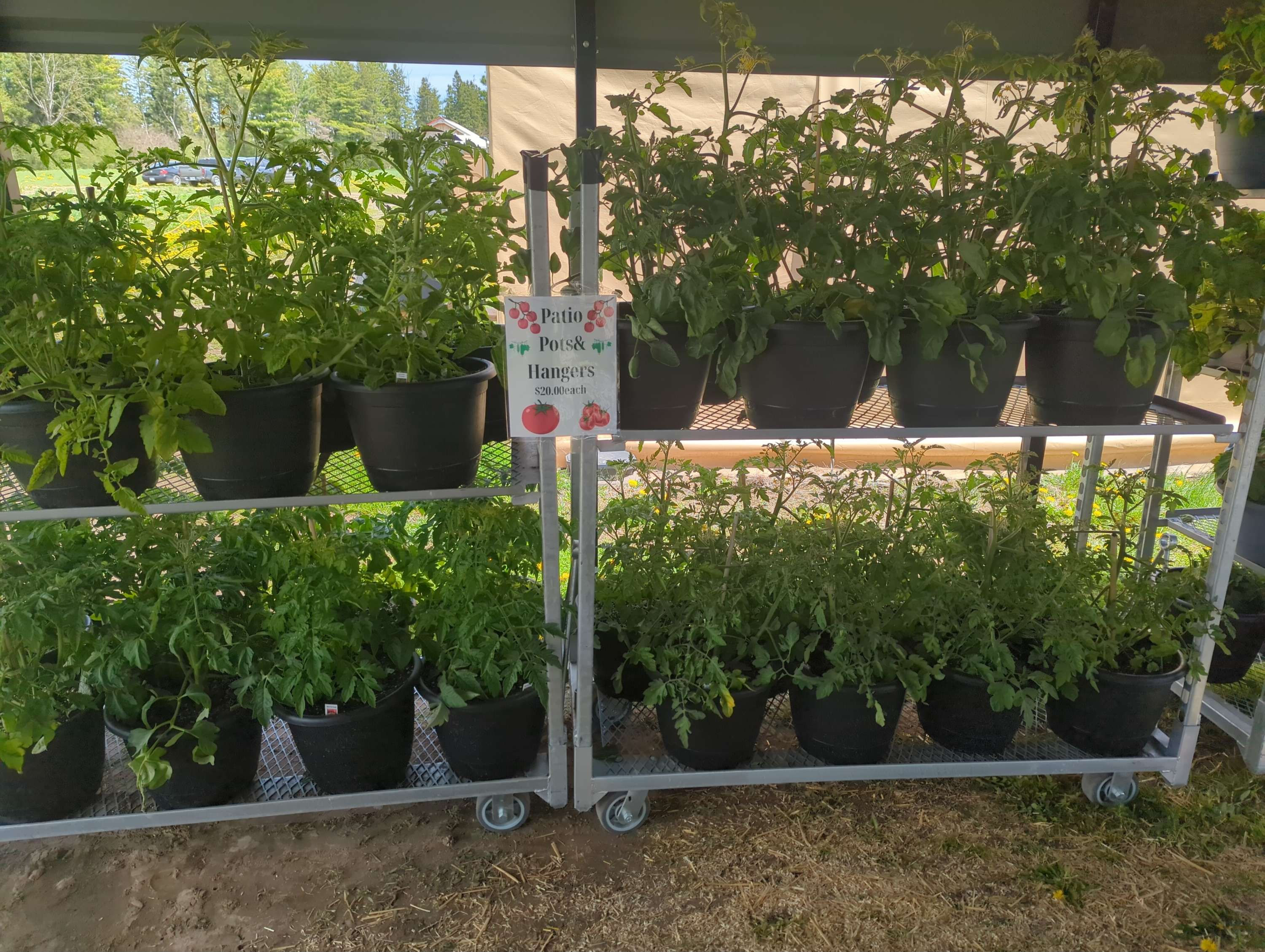 Tomato plants Patio pots and hangers