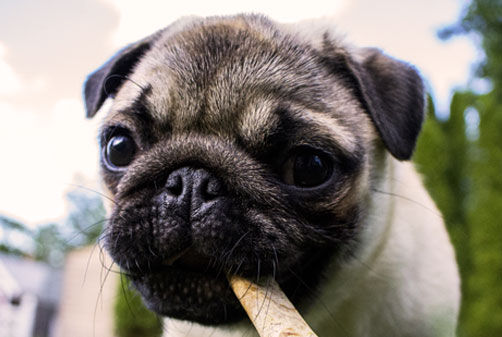 What is the best food for my dog or cat?