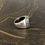 Miniature : Designer Black Onyx Ring (13.9 Grams)