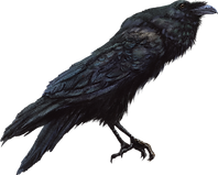 Mystical Crow 