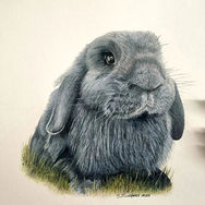 Bunny - Perth artist Jayne Sarsfield