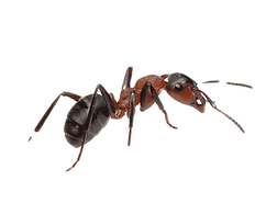 png-transparent-argentine-ant-insect-pest-ant-colony-insect-animals-pest-control-ant_edite