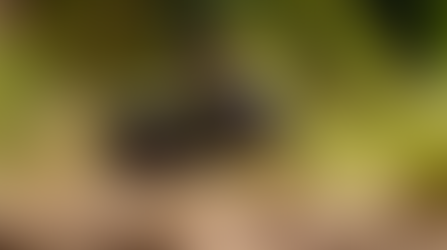 Common household pests and how to get rid of them