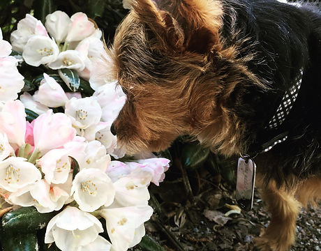 Stop to smell the flowers.JPG