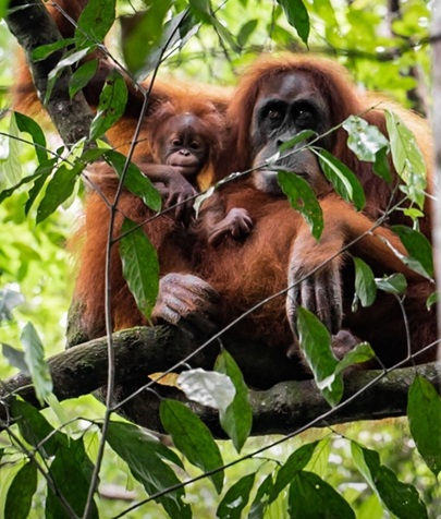 Orangutan and baby sitting in tree