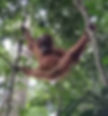 baby orangutan-bukit-lawang