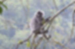 Silver-leaf-monkey.jpg