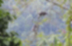 Silver-leaf-monkeys-trees-national-park-