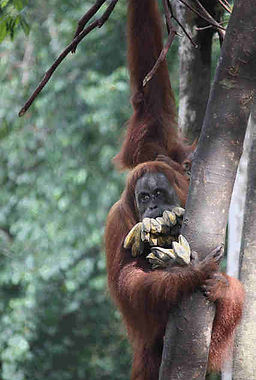 ex-captive-orangutan-bananas-feeding-platform.jpg