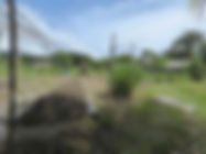 Orgamic-Eco-farm-bukit-lawang