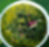 daun-ubi-tumbuk