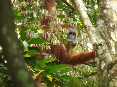 Orangutan in the trees