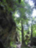 fragmented rainforest near bukit lawang