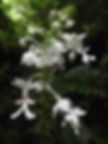 wild orchid landak river