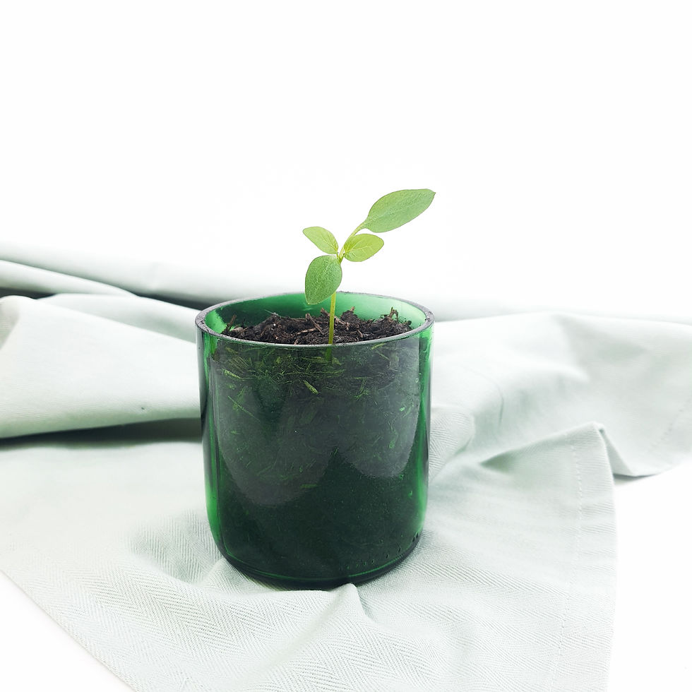 DIY Weinflasche Setzling Blumentopf Ideen Upcycling Glas