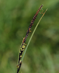Carex trinervis (Three-nerved sedge).jpg
