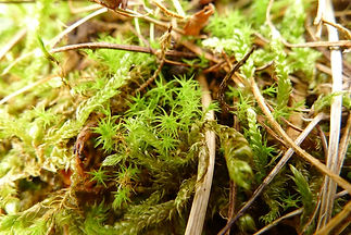 Cheilothela chloropus - Rabbit Moss.jpg