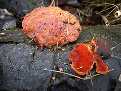 Pycnoporus cinnabarinus.jpg