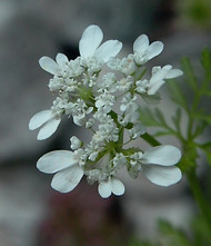Caucalis platycarpos (Small bur parsley)