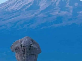 Conquering Kilimanjaro: A Beginner's Guide to the Giant Tour