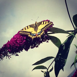 La Nature et Ses Promesses (24)