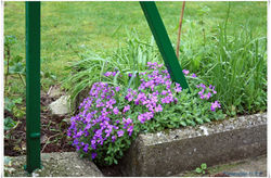 Flowers the Garden (61)