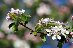 Jardin Flowers Et nautre (40)