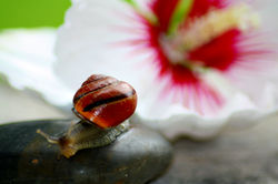 La vie d'1 escargot (10)